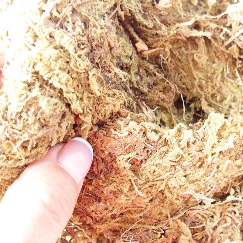 Bryophyta - mousses 5 kg