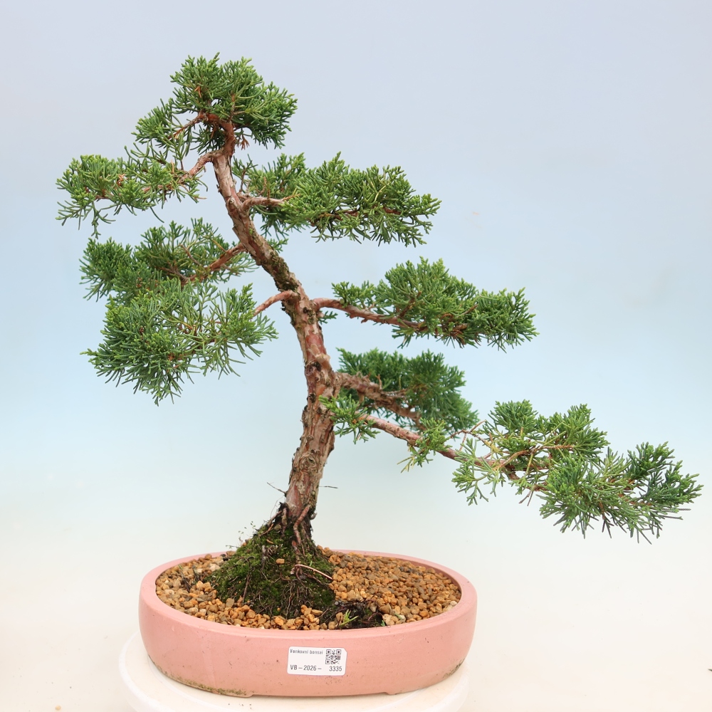 Bonsaï d'extérieur - Juniperus chinensis Kishu