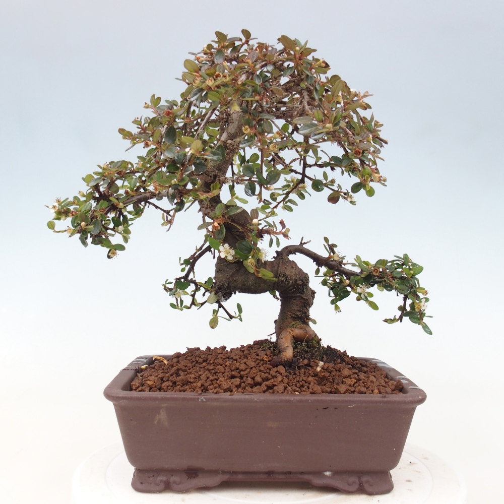 Bonsaï d'extérieur-Cotoneaster dammeri - Damer's Rock