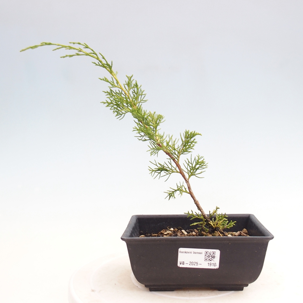 Bonsaï d'extérieur - Juniperus chinensis Itoigawa