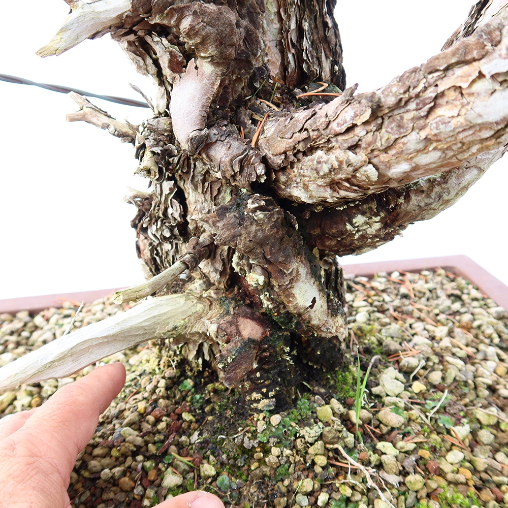 Pinus sylvestris Espagne - pin sylvestre