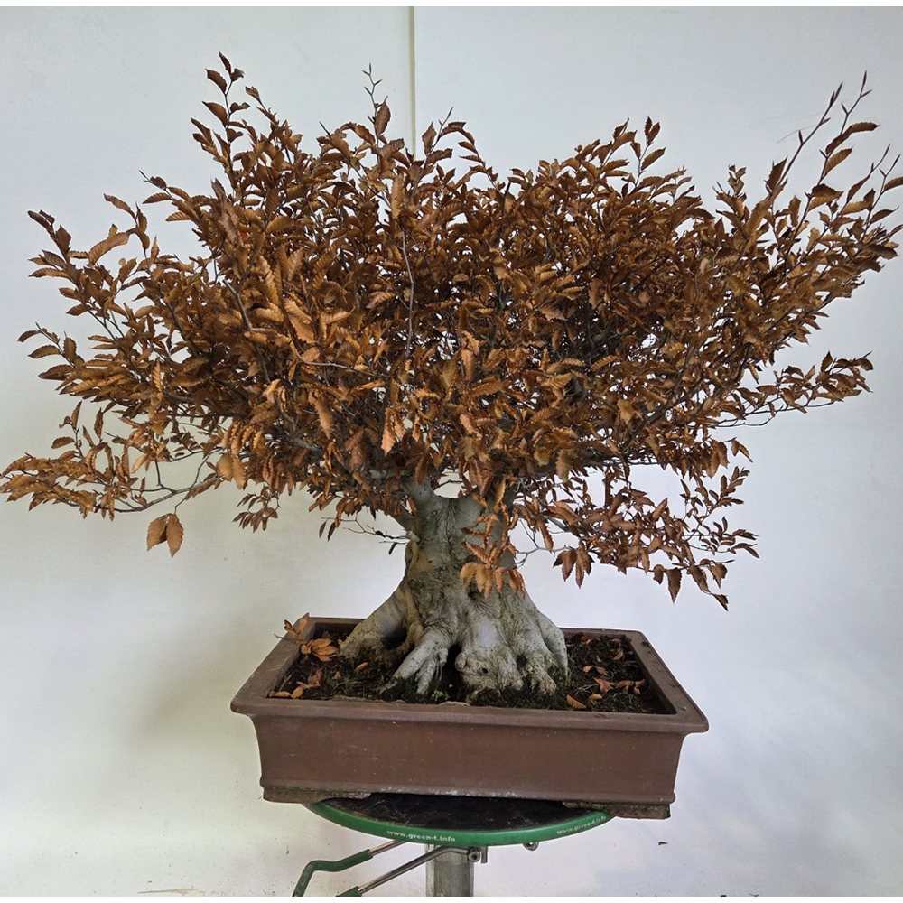 Bonsaï d'extérieur - Fagus crenata