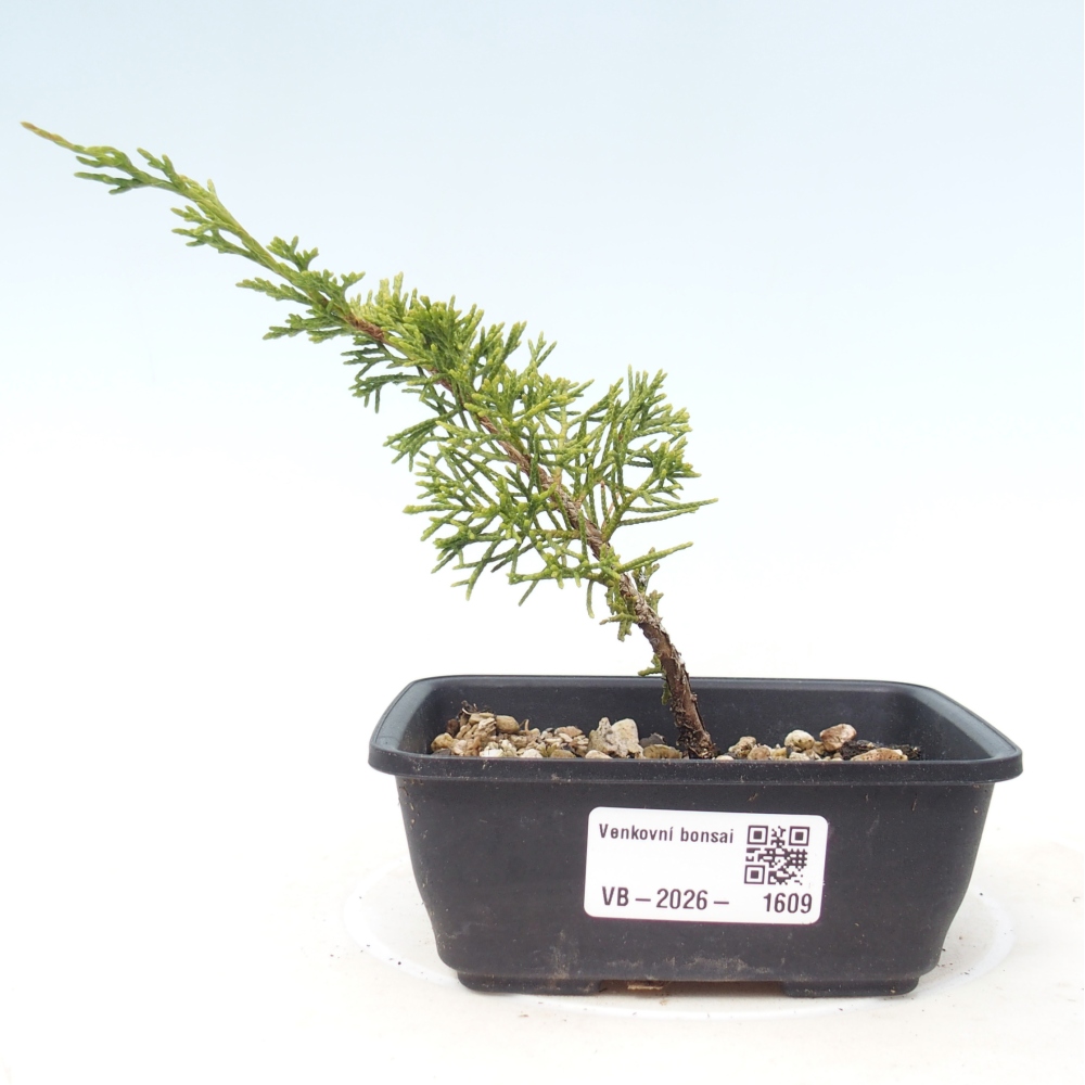 Bonsaï d'extérieur - Juniperus chinensis Itoigawa