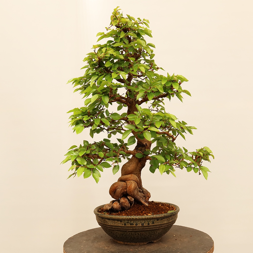 Bonsaï d'extérieur -Carpinus Coreana - Charme de Corée