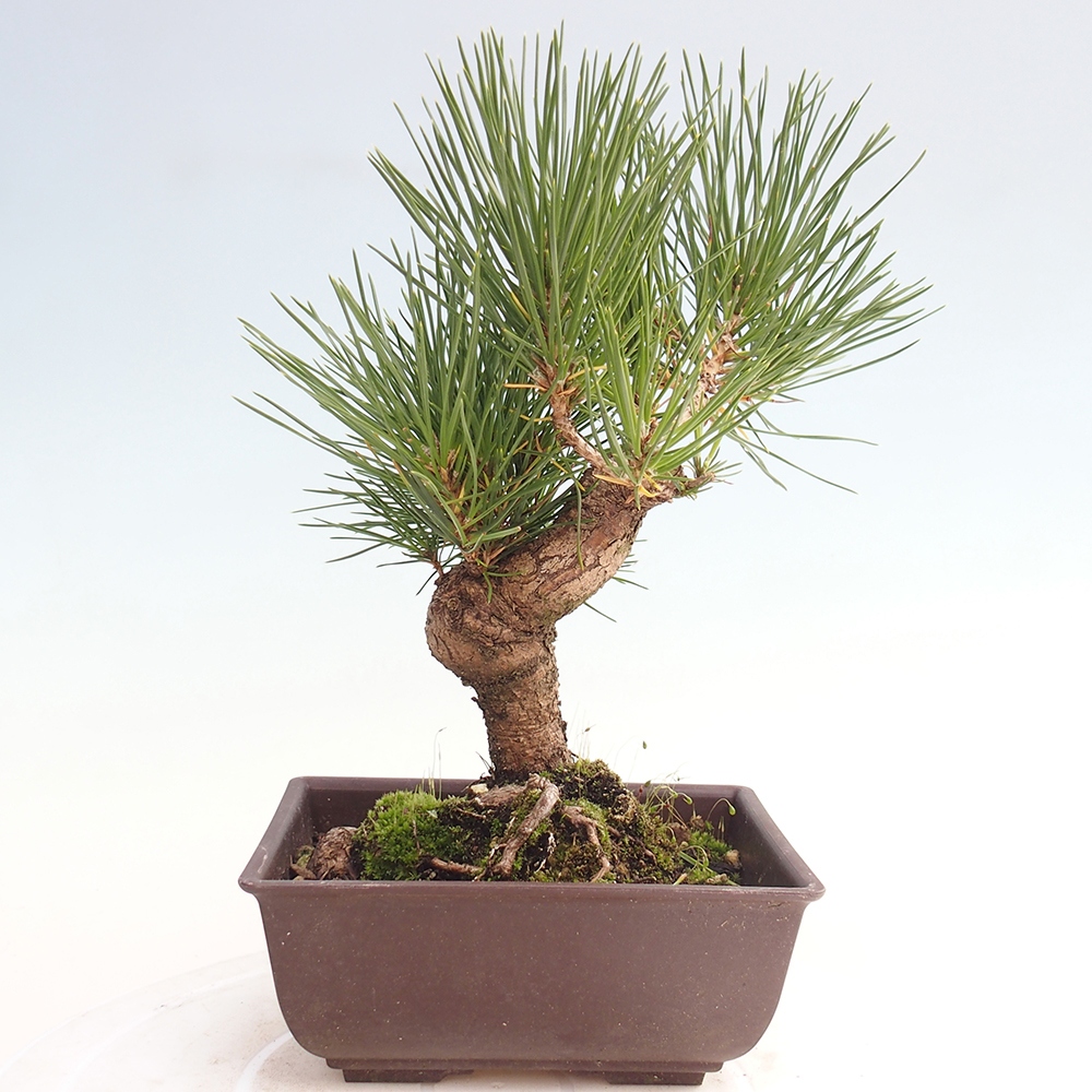 Bonsaï d'extérieur - Pinus thunbergii - Pin de Thunberg