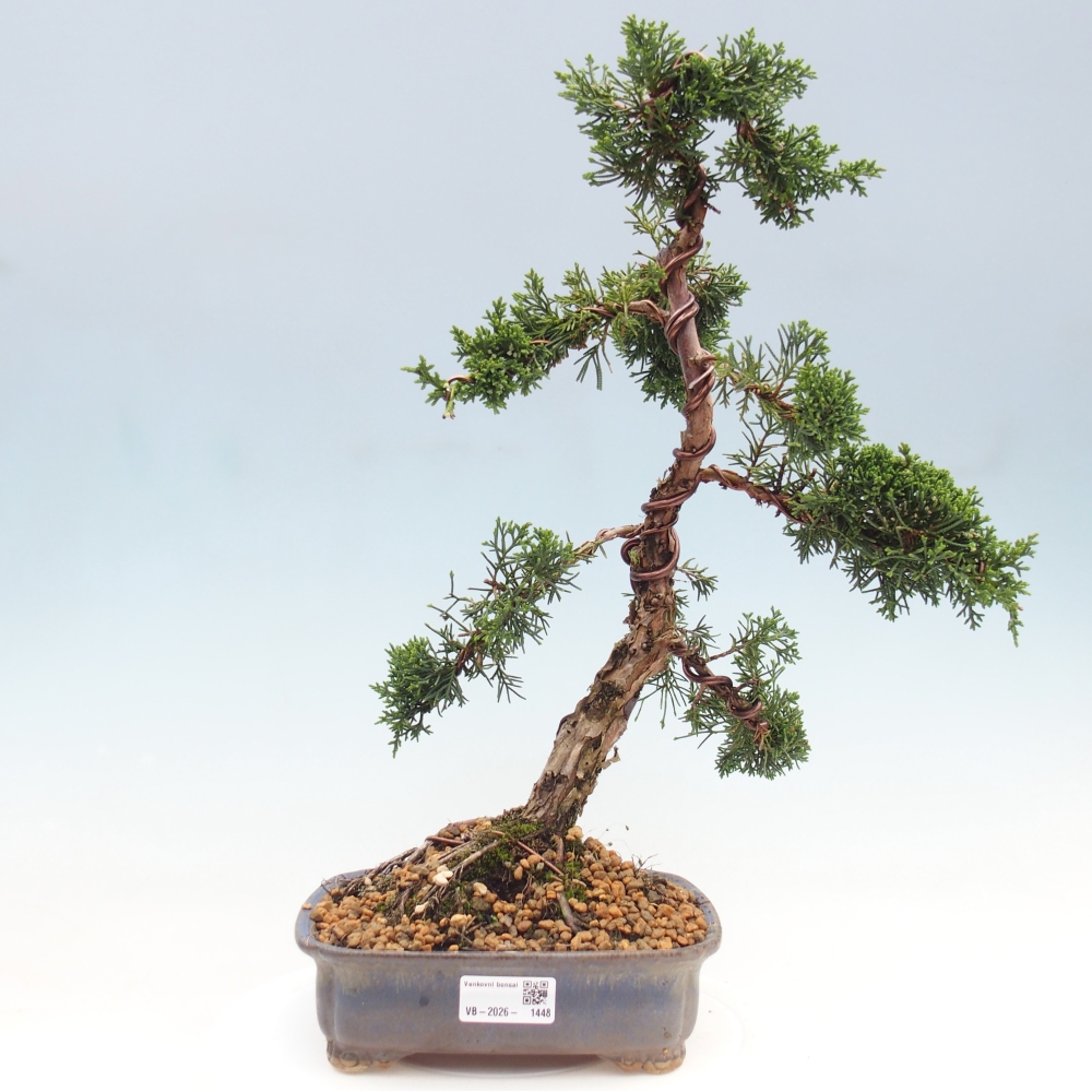 Bonsaï d'extérieur - Juniperus chinensis Kishu