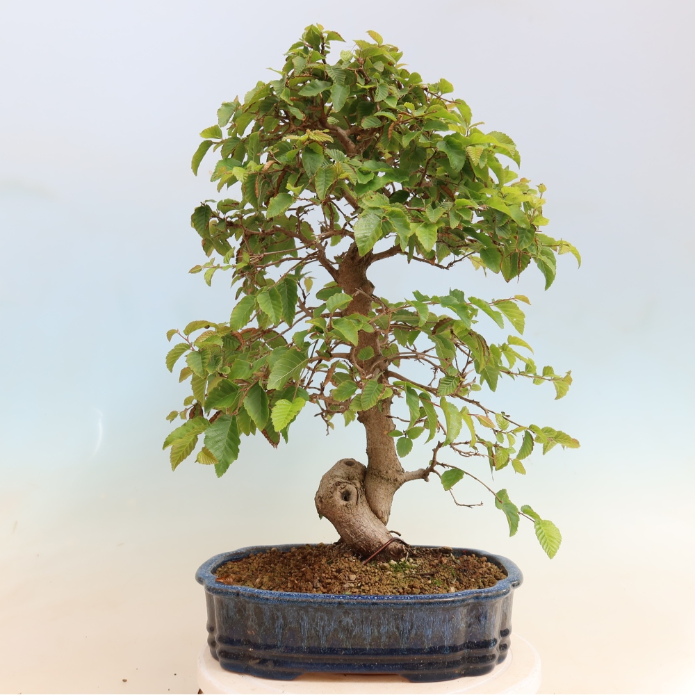 Bonsaï d'extérieur -Carpinus CARPINOIDES - Charme de Corée