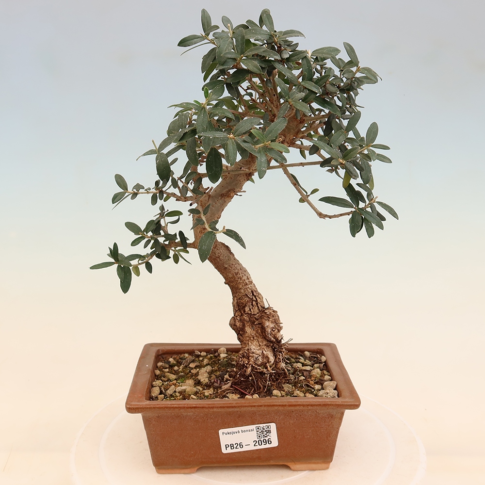 Bonsaï d'intérieur - Olea europaea sylvestris