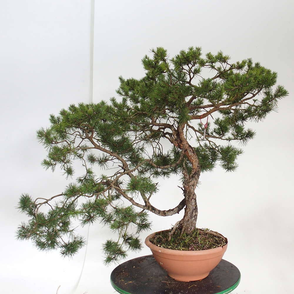 Yamadori - Pinus sylvestris Espagne