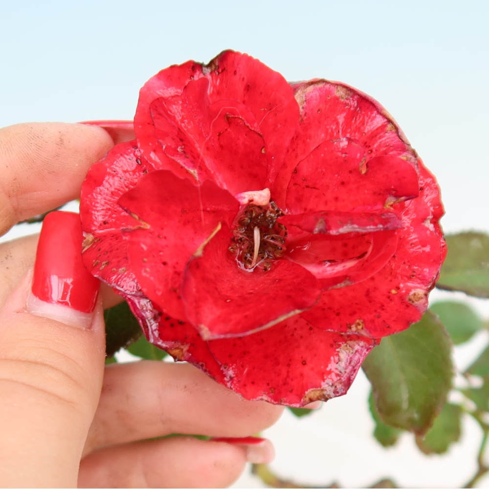 Bonsaï d'extérieur - Rosa Kordes - rose