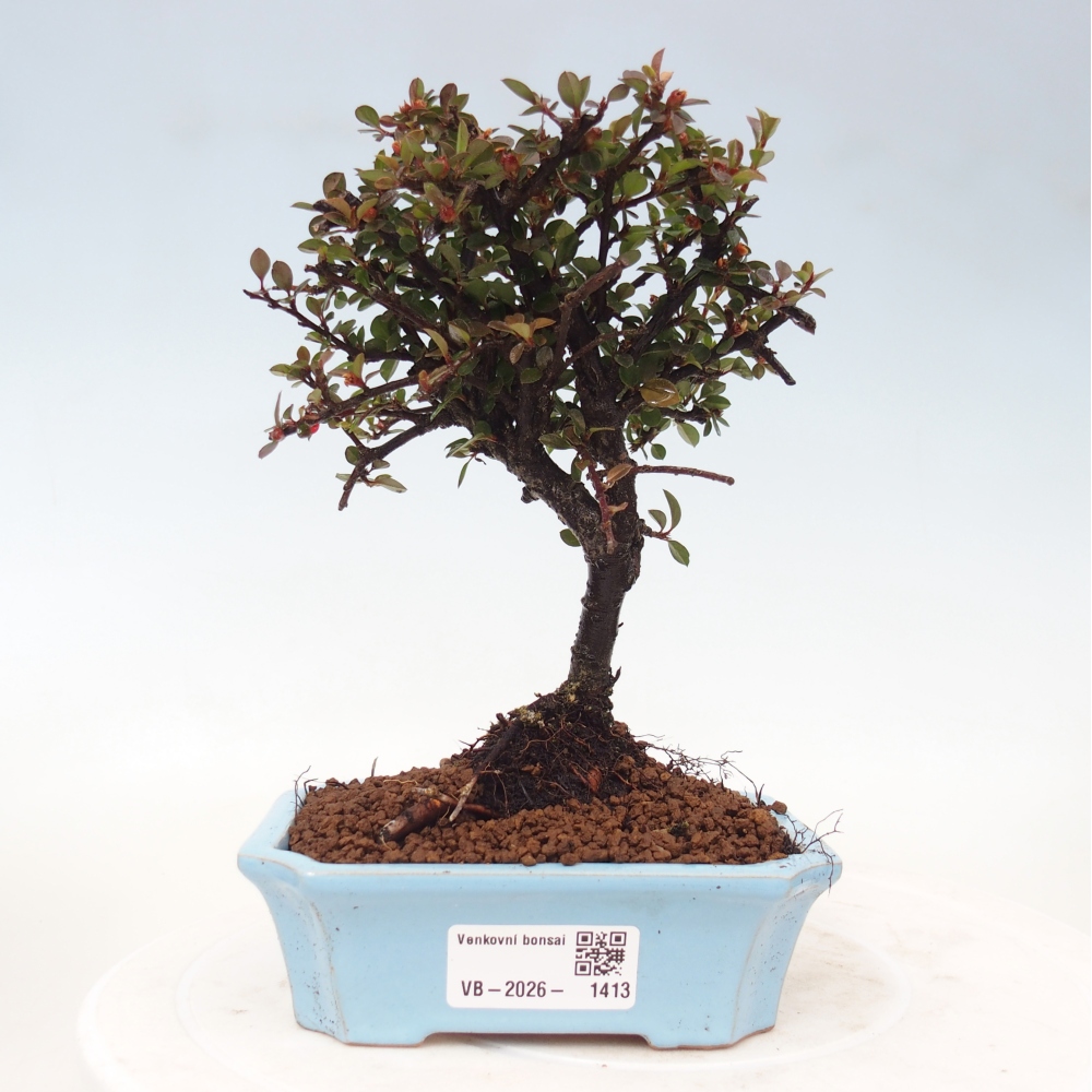Bonsaï d'extérieur - Cotoneaster horizontalis - Rocky Mountain