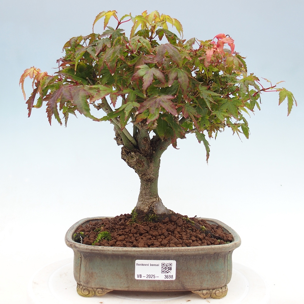 Acer palmatum KIOHIME - Érable palmé