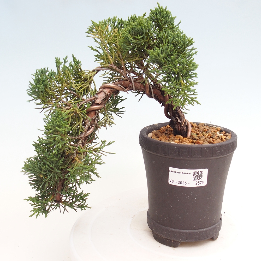 Bonsaï d'extérieur - Juniperus chinensis Kishu