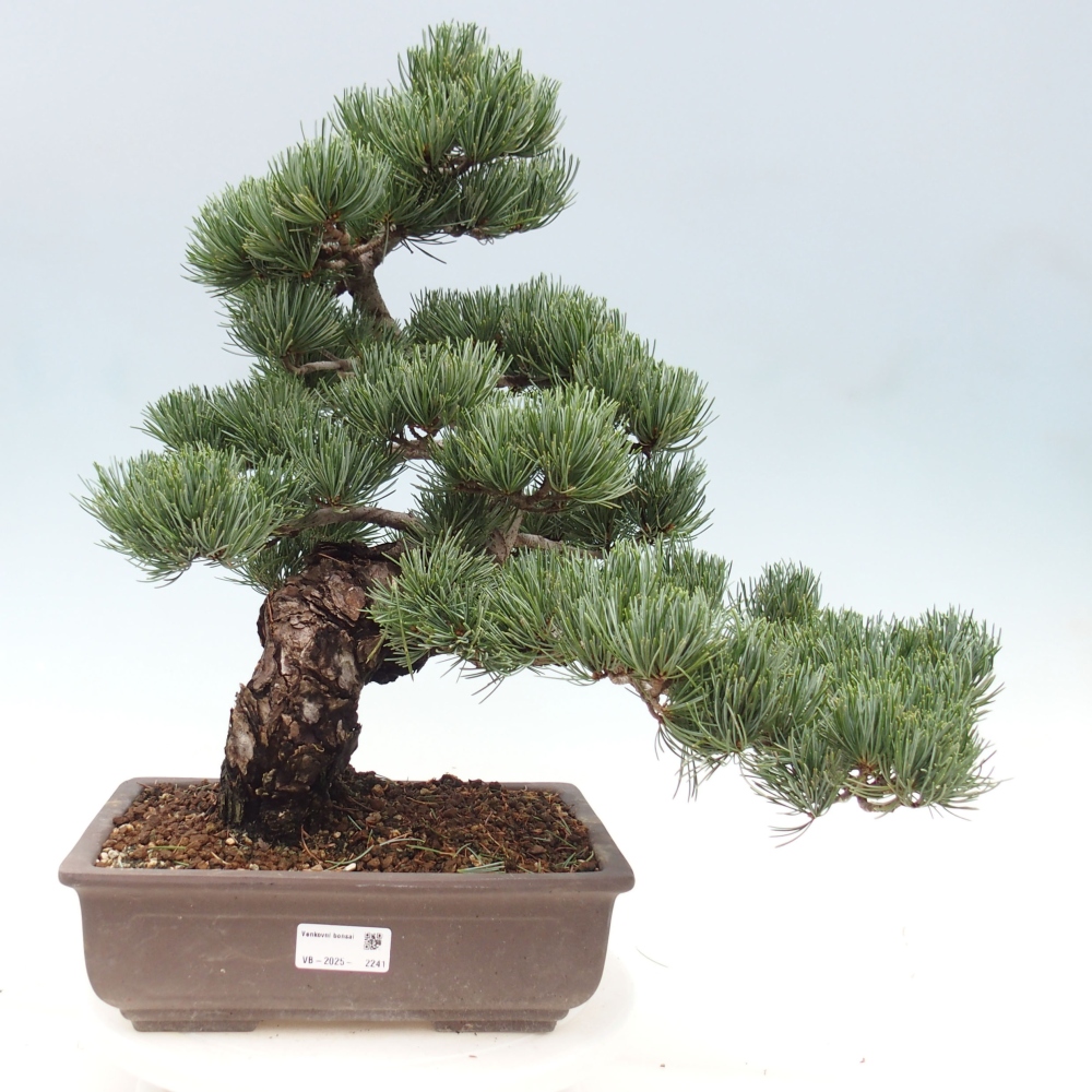 Bonsaï d'extérieur - Pinus parviflora - Pinus parviflora