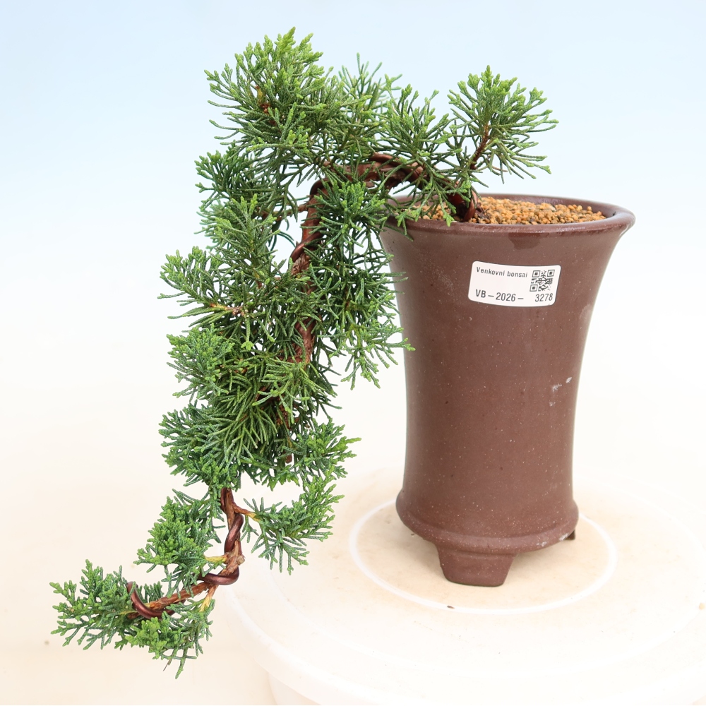 Bonsaï d'extérieur - Juniperus chinensis Kishu