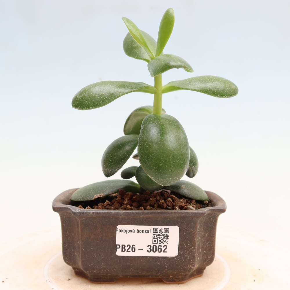 Bonsaï d'intérieur - Crassule ovale - Crassula ovata