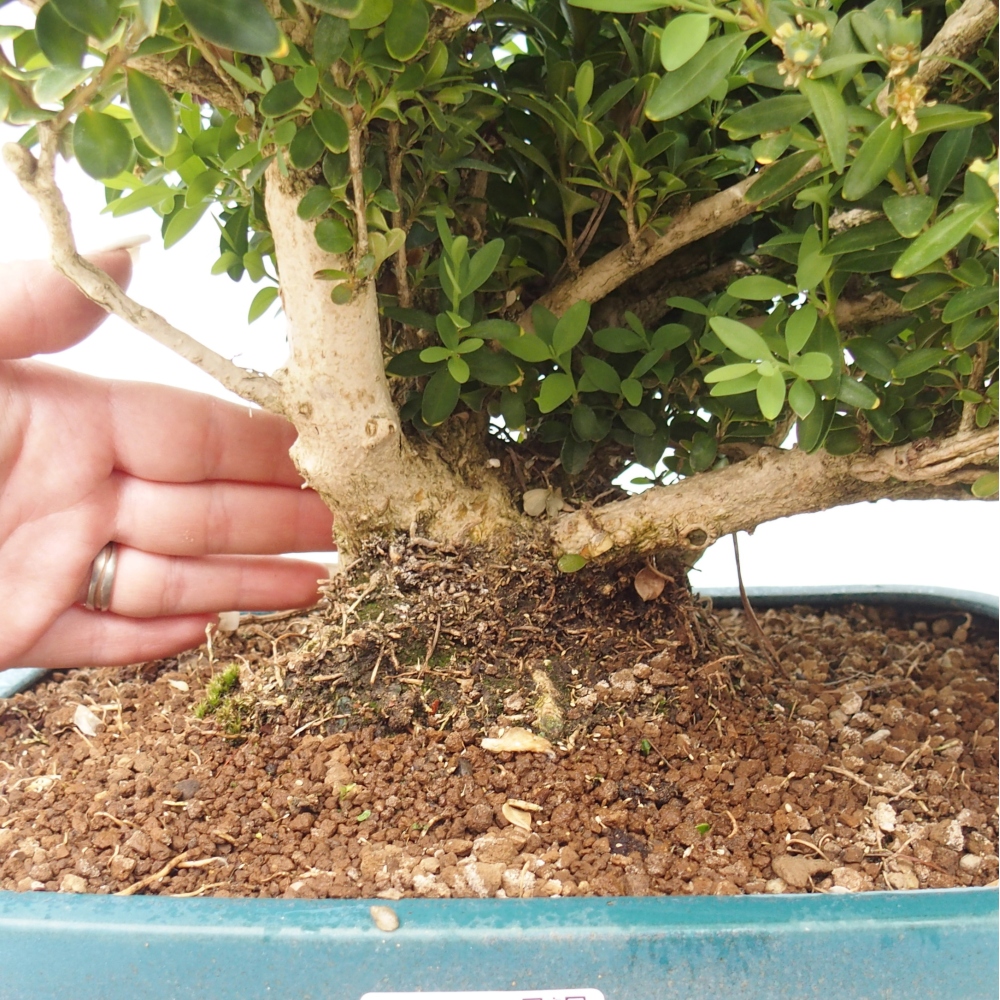 Bonsaï d'extérieur - Buxus sempervirens - buis