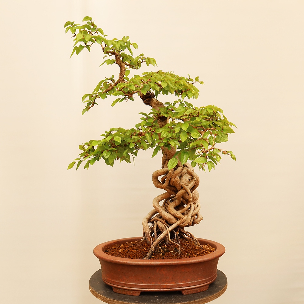 Bonsaï d'extérieur -Carpinus Coreana - Charme de Corée