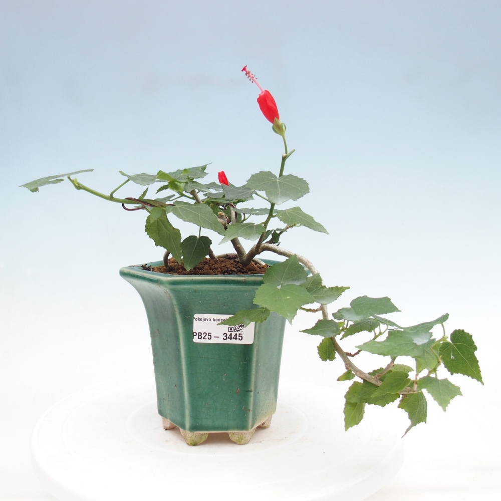 Bonsaï d'intérieur - Malvaviscus arboreus