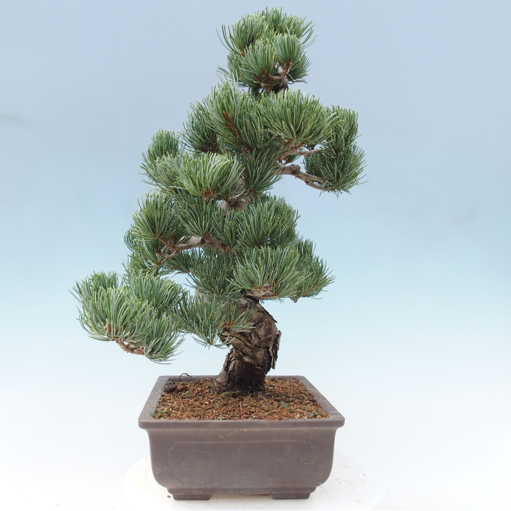 Bonsaï d'extérieur - Pinus parviflora - Pinus parviflora