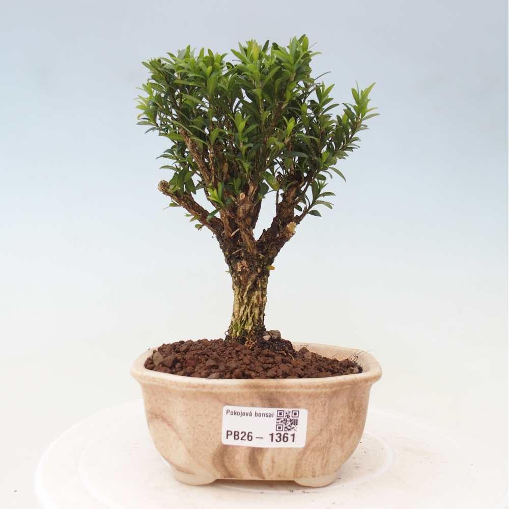 Bonsaï de chambre - Buxus harlandii - buxus liège