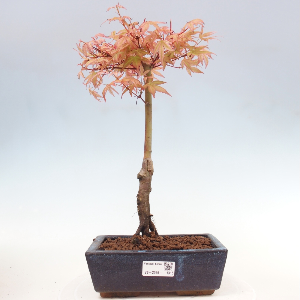 Érable de Norvège - Acer palmatum Beni Tsukasa