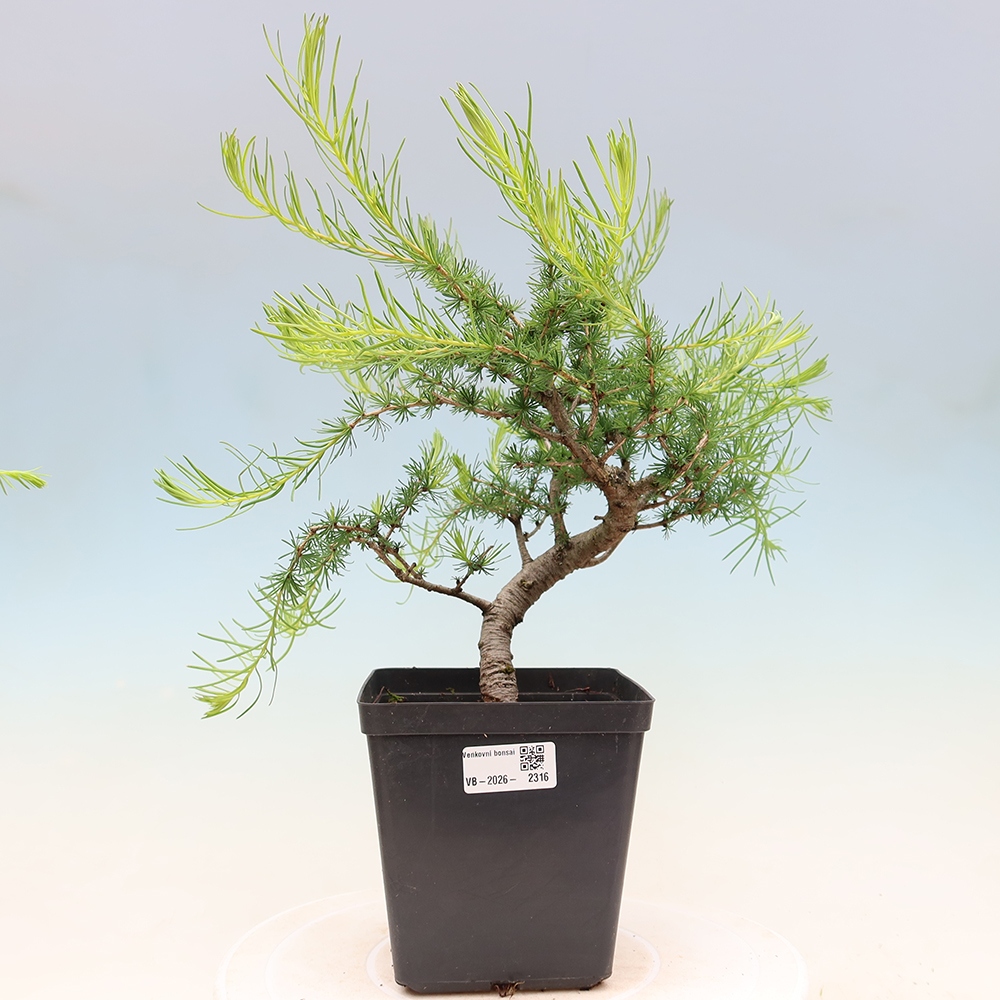 Bonsaï d'extérieur -Larix decidua - Mélèze