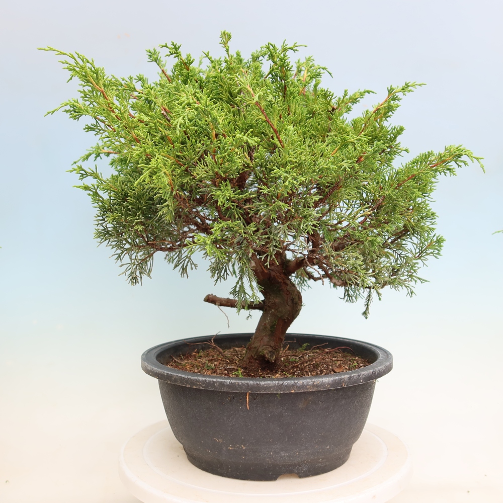 Bonsaï d'extérieur - Juniperus chinensis Itoigawa-Juniperus chinensis