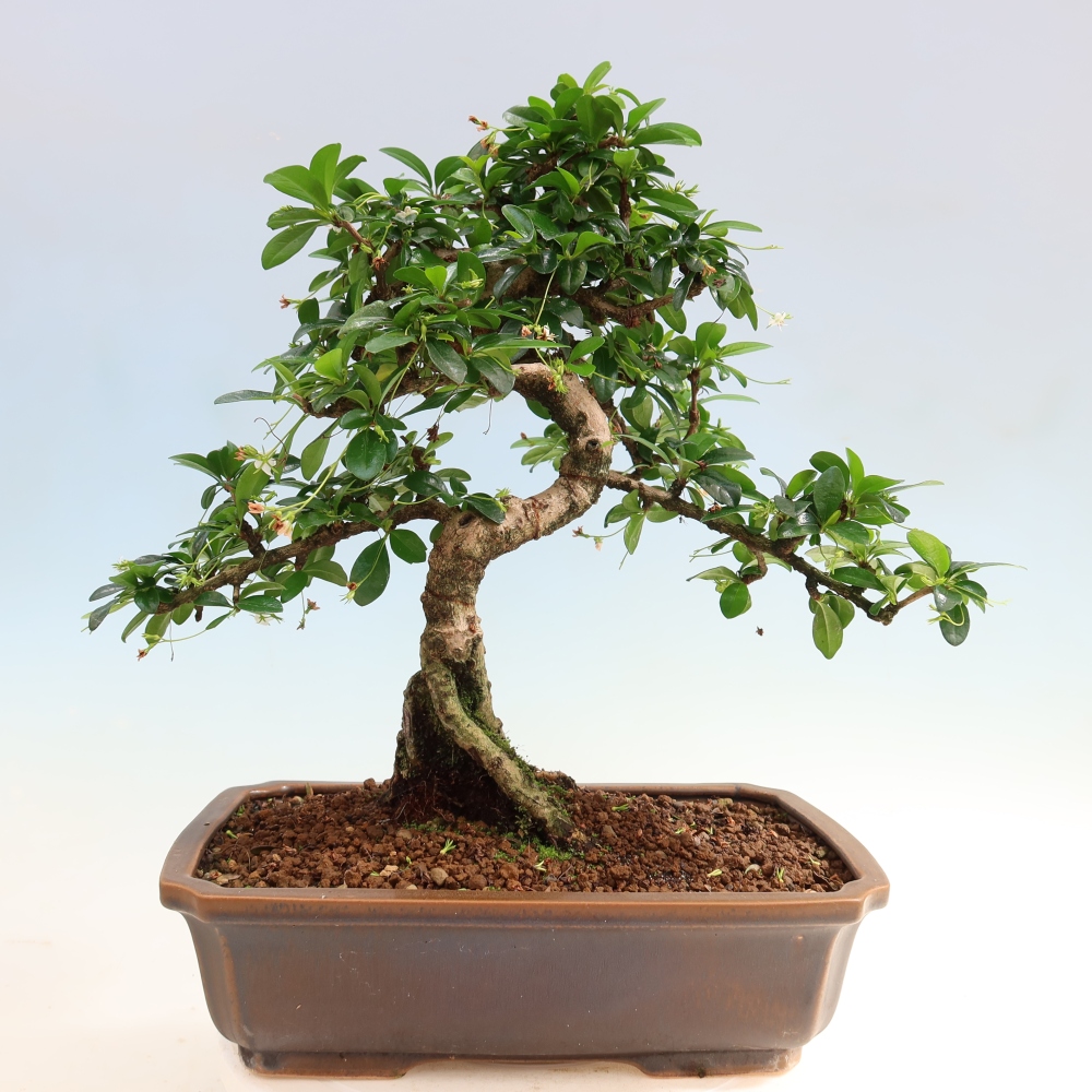 Bonsaï de chambre - Carmona macrophylla - Tea fuki