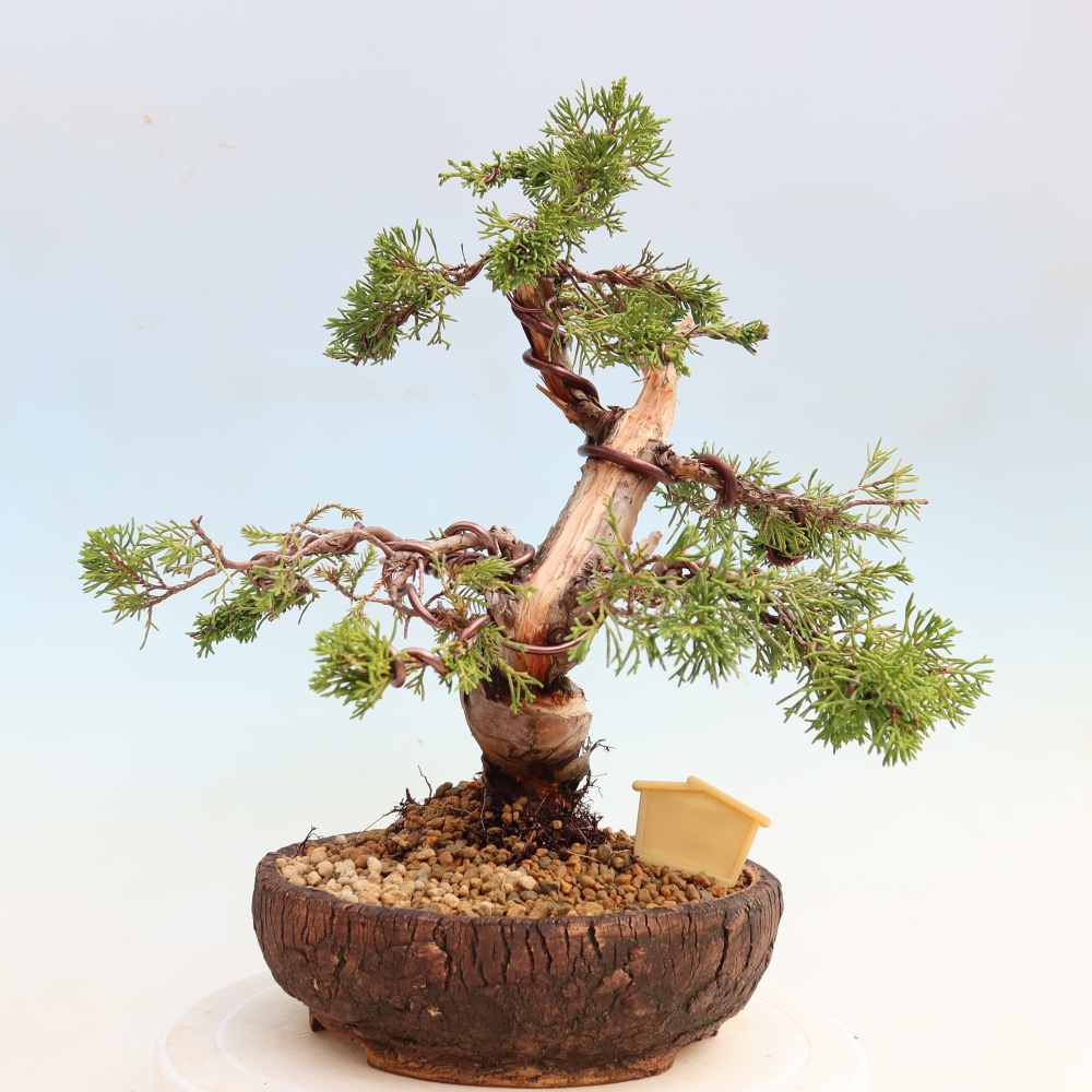 Bonsaï d'extérieur - Juniperus chinensis Itoigawa-Juniperus chinensis