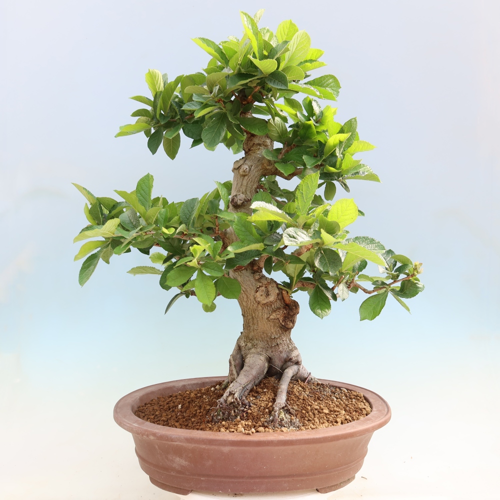 Bonsaï d'extérieur - Photinia villosa