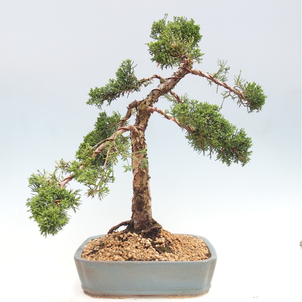 Bonsaï d'extérieur - Juniperus chinensis Kishu