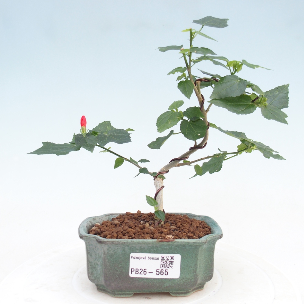 Bonsaï d'intérieur - Malvaviscus arboreus