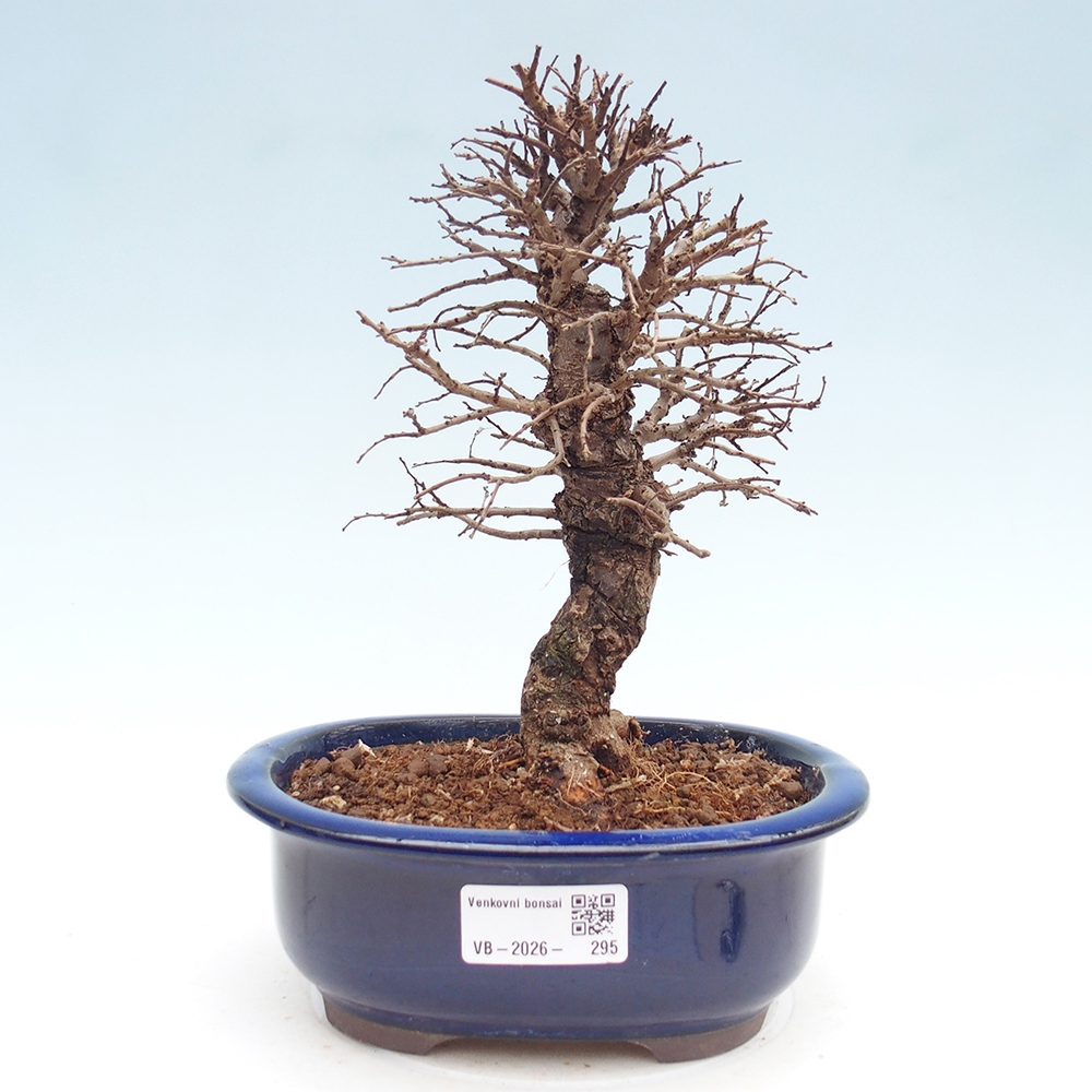 Bonsaï d'extérieur - Zelkova - Zelkova NIRE
