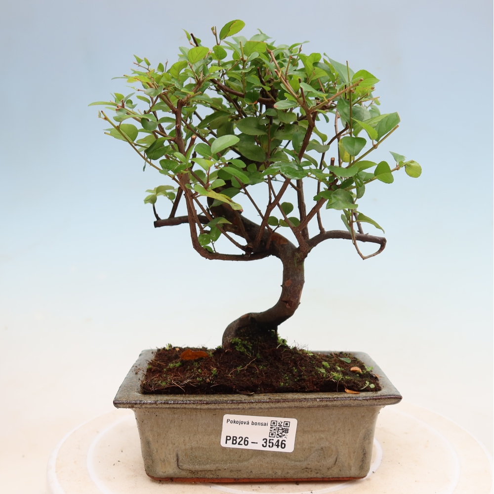 Bonsaï de chambre - Sageretia thea - Sageretia thea