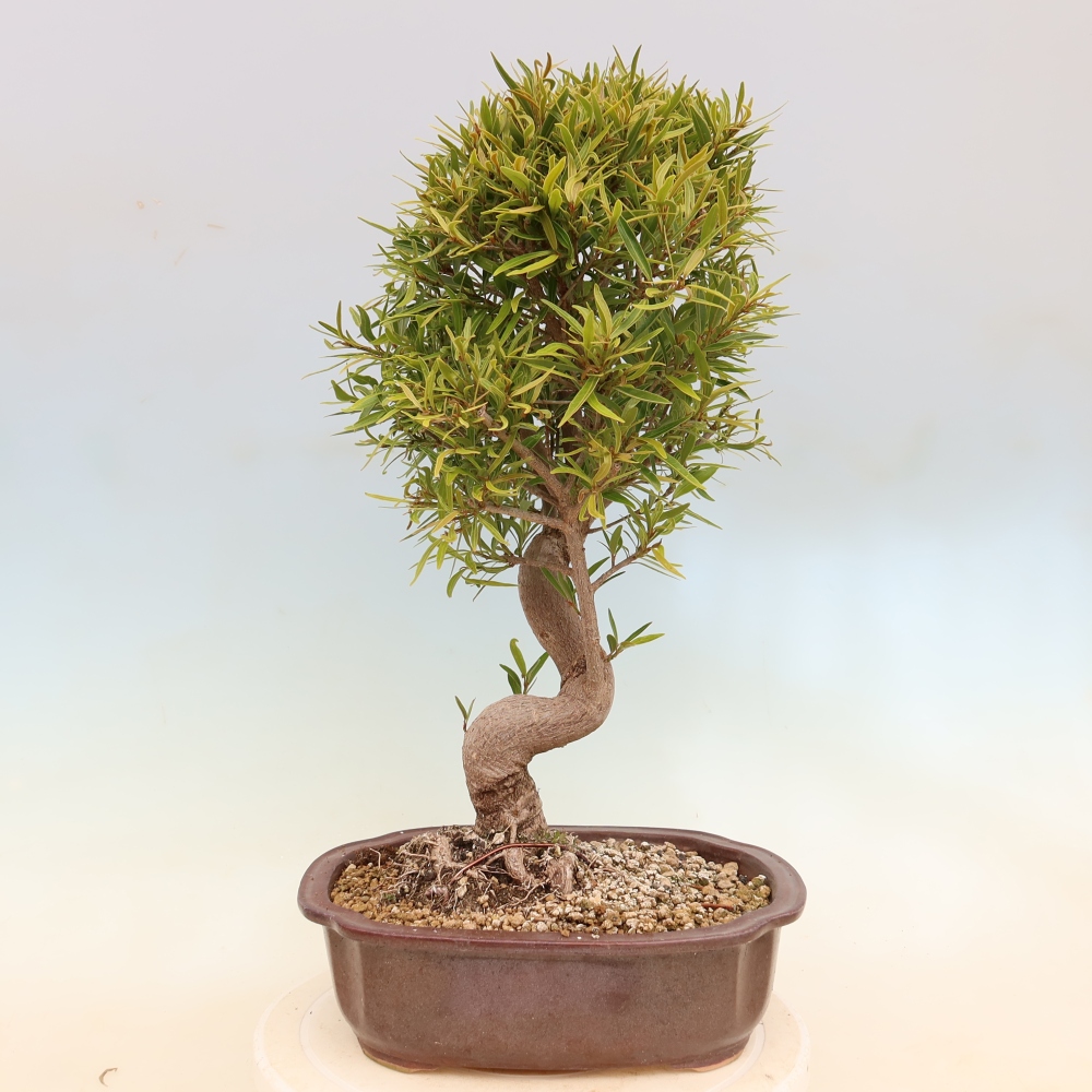 Salle bonsaï - Ficus nerifolia - ficus à petites feuilles