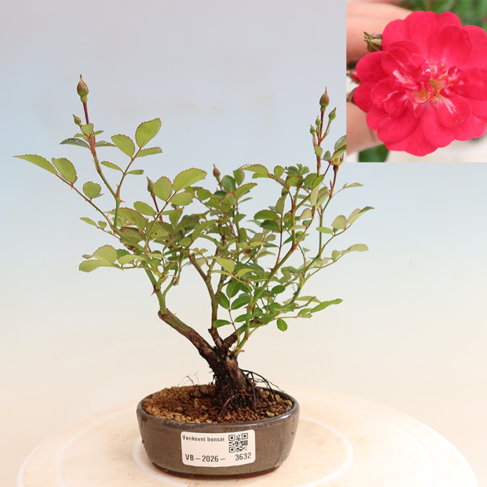 Bonsaï d'extérieur - Rosa Kordes - rose