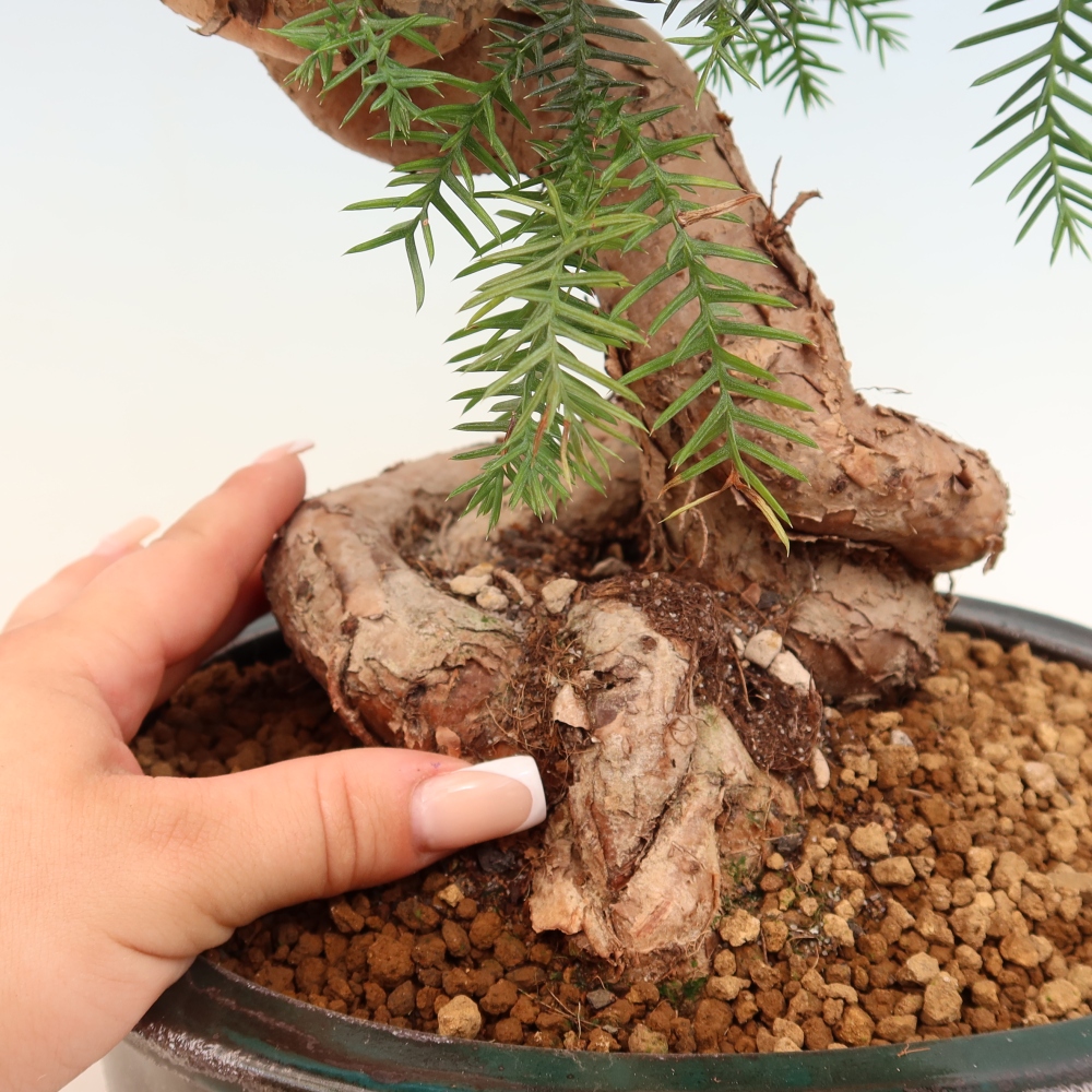 Bonsaï de chambre - Araucaria - épicéa de chambre