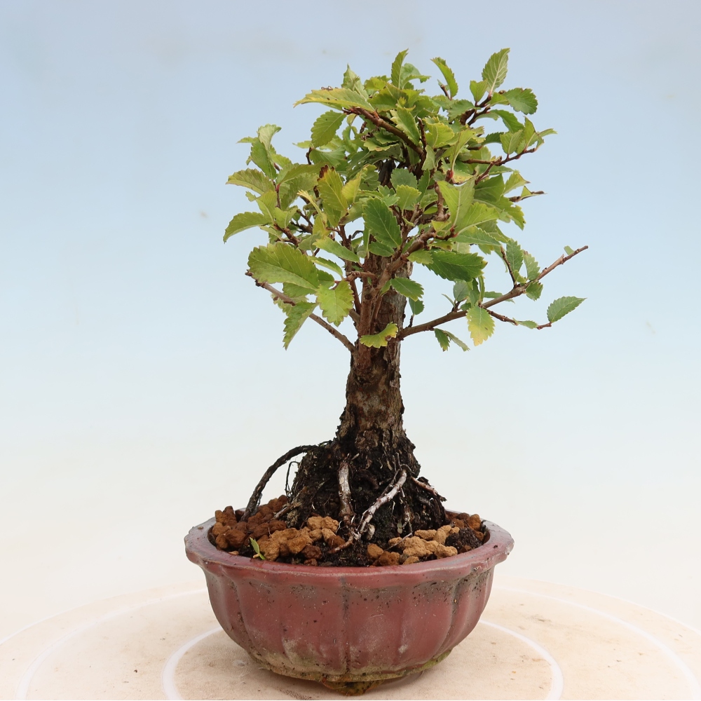 Bonsaï d'extérieur - Zelkova - Zelkova NIRE