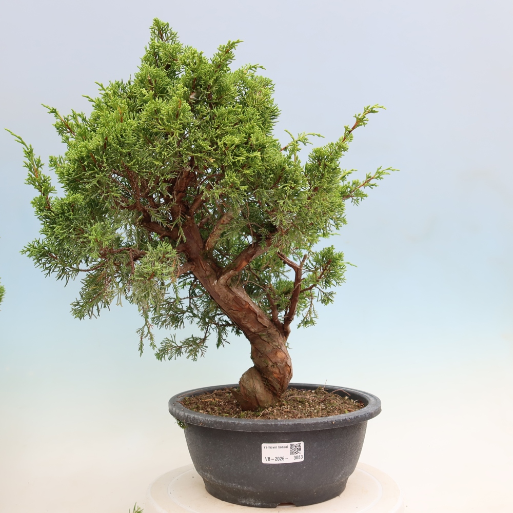 Bonsaï d'extérieur - Juniperus chinensis Itoigawa-Juniperus chinensis