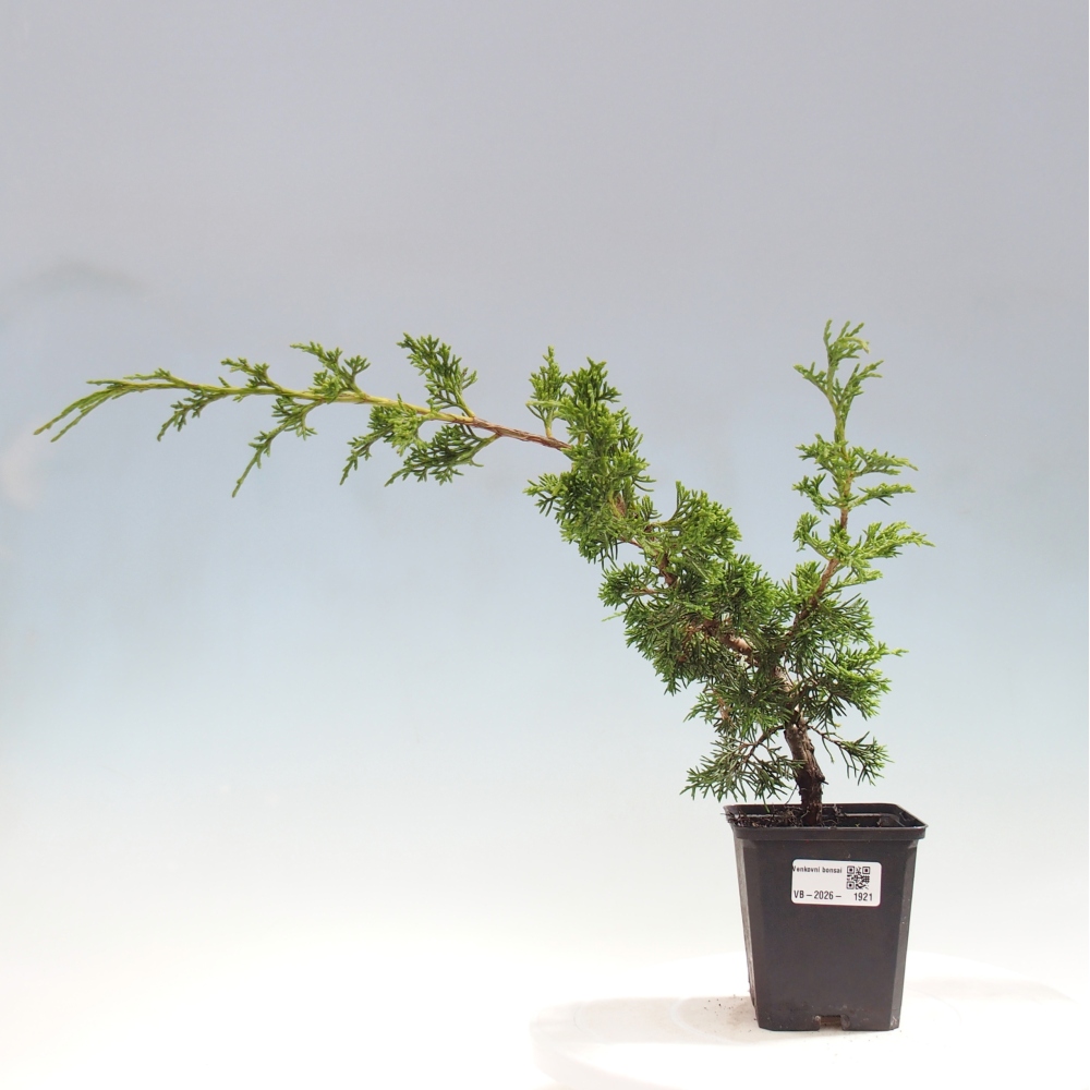 Bonsaï d'extérieur - Juniperus chinensis Itoigawa