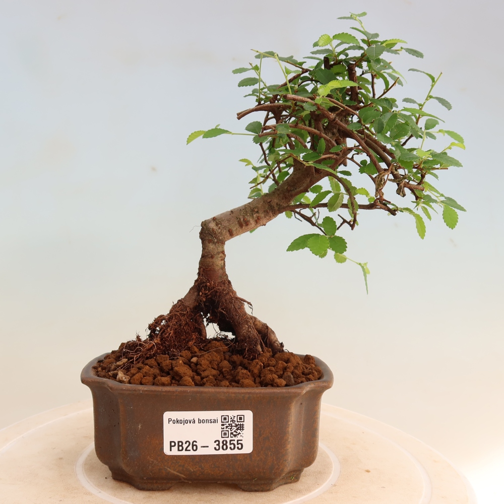 Bonsaï de chambre - Ulmus parvifolia - Orme à petites feuilles