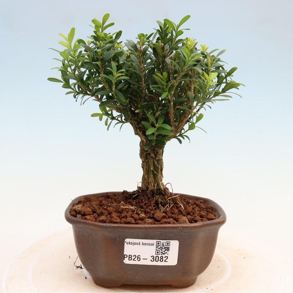 Bonsaï de chambre - Buxus harlandii - buxus liège