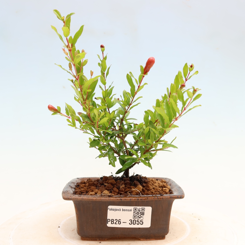 Bonsaï de chambre-PUNICA granatum nana-Pomme grenat
