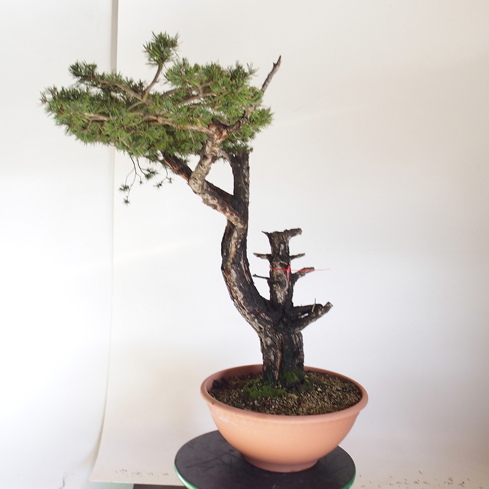 Yamadori - Pinus sylvestris Espagne