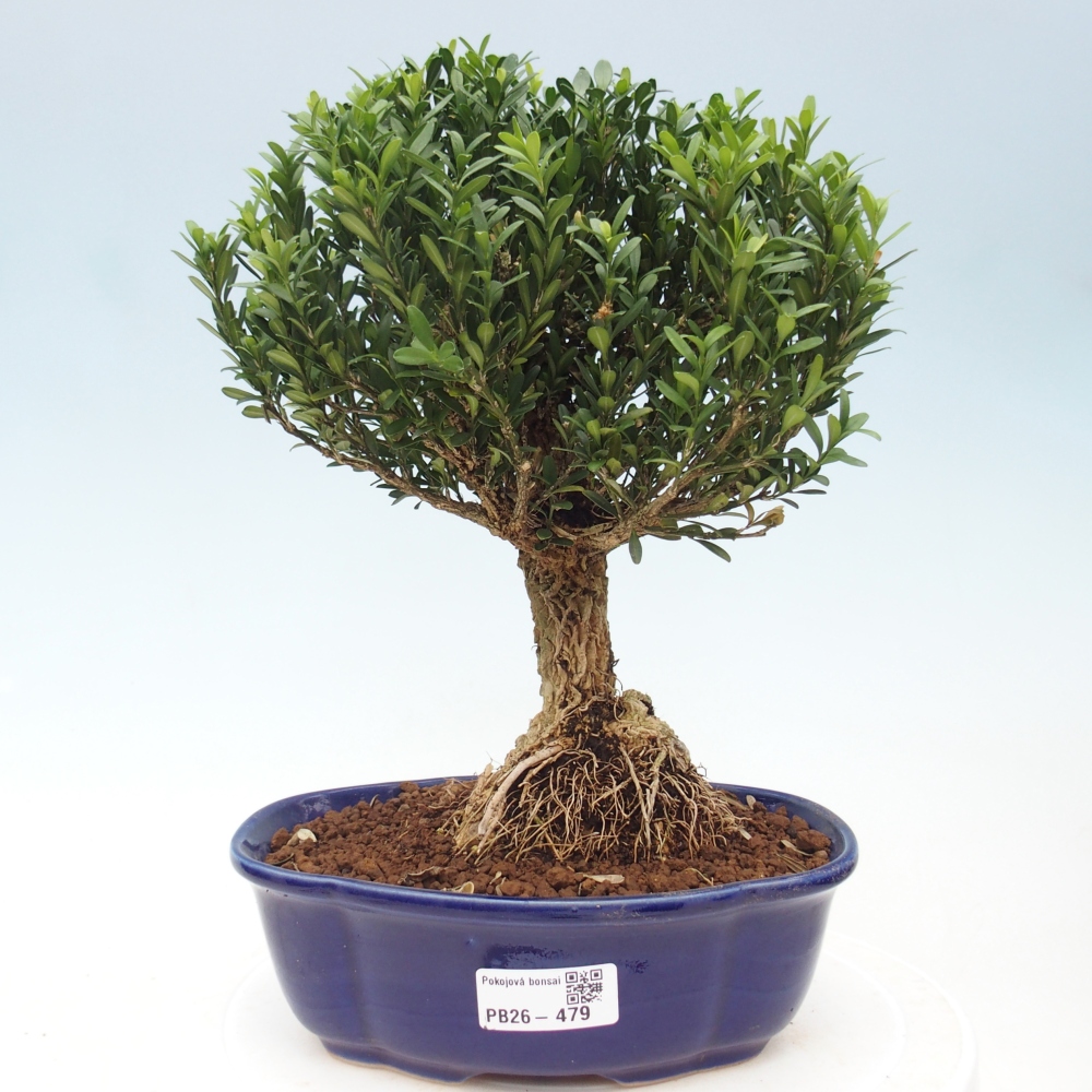 Bonsaï de chambre - Buxus harlandii - buxus liège