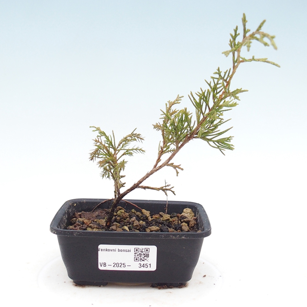 Bonsaï d'extérieur - Juniperus chinensis Itoigawa