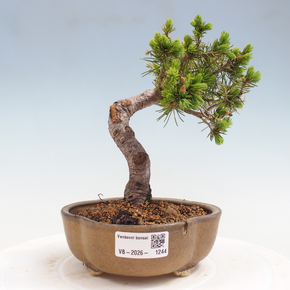 Bonsaï d'extérieur - Épicéa - Picea glauca globe