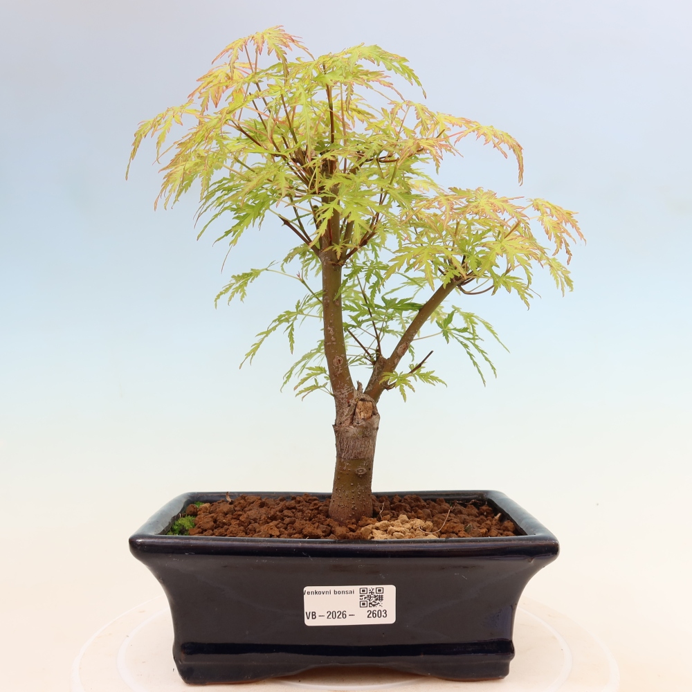 Bonsaï d'extérieur - Acer palmatum Dissectum