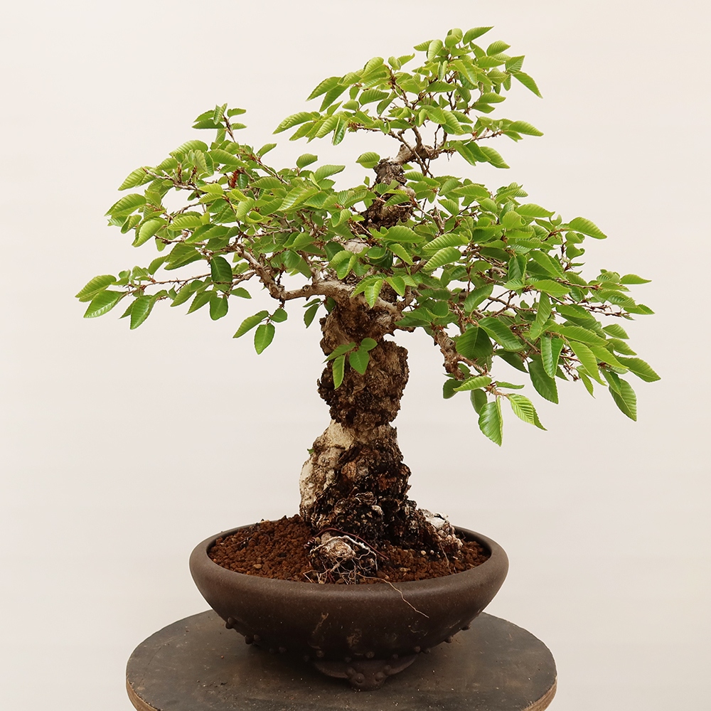 Bonsaï d'extérieur -Carpinus Coreana - Charme de Corée